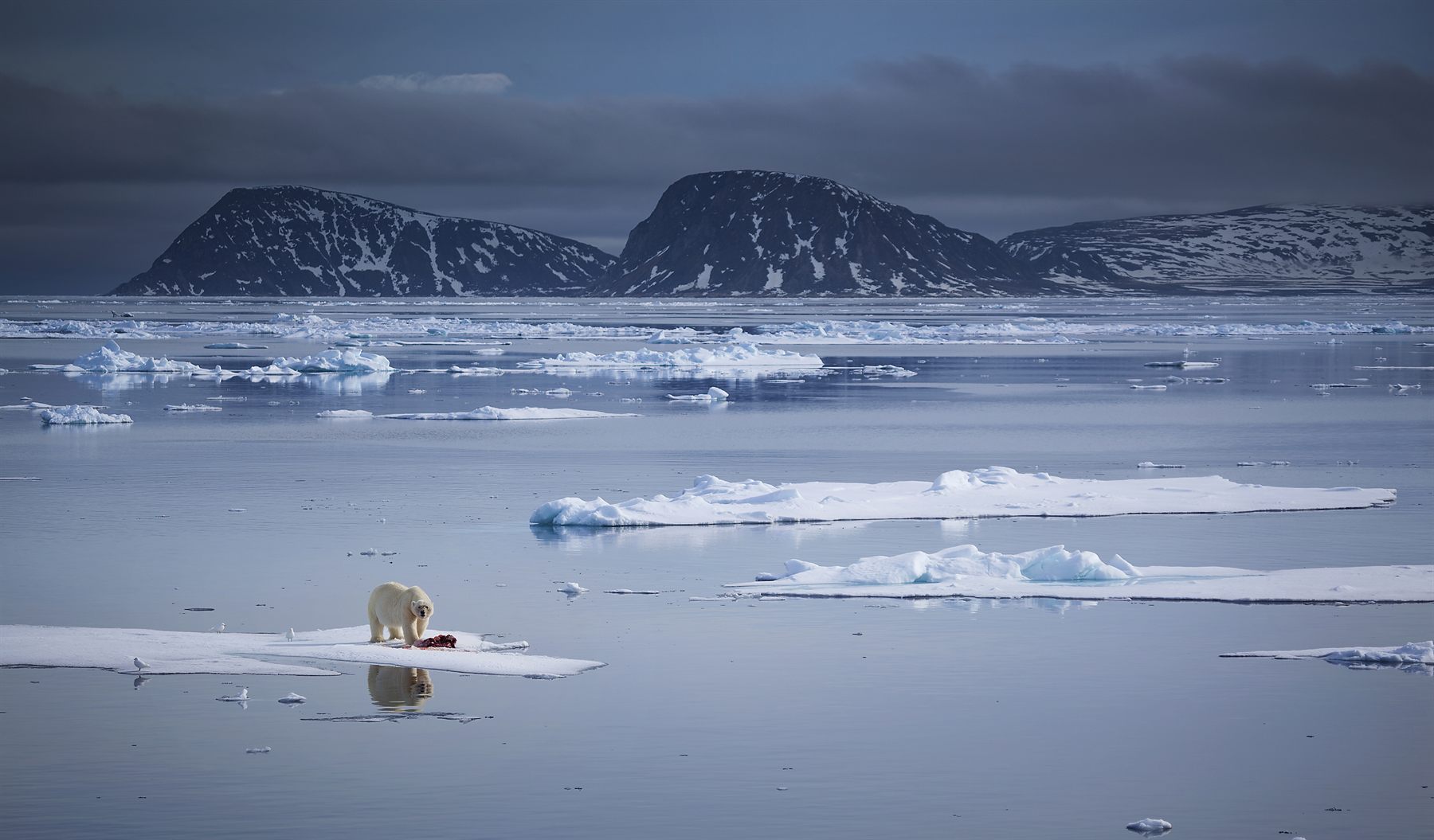 Polar Expedition Cruises — Polar Expedition Cruises