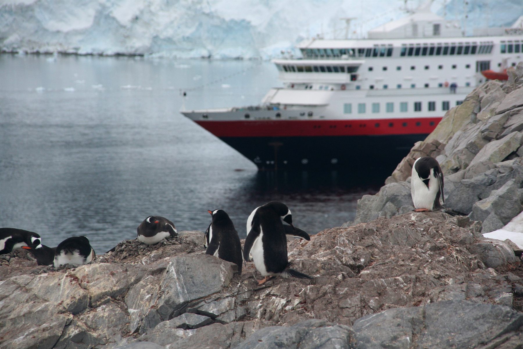 Gentoo penguins on the rocks in front of an expedition ship moored by a glacier